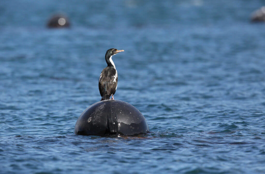 Supporting King Shag Research